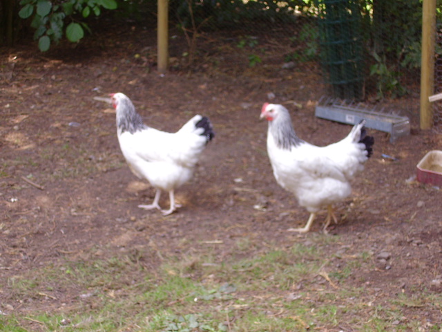 Nouvelles Poules